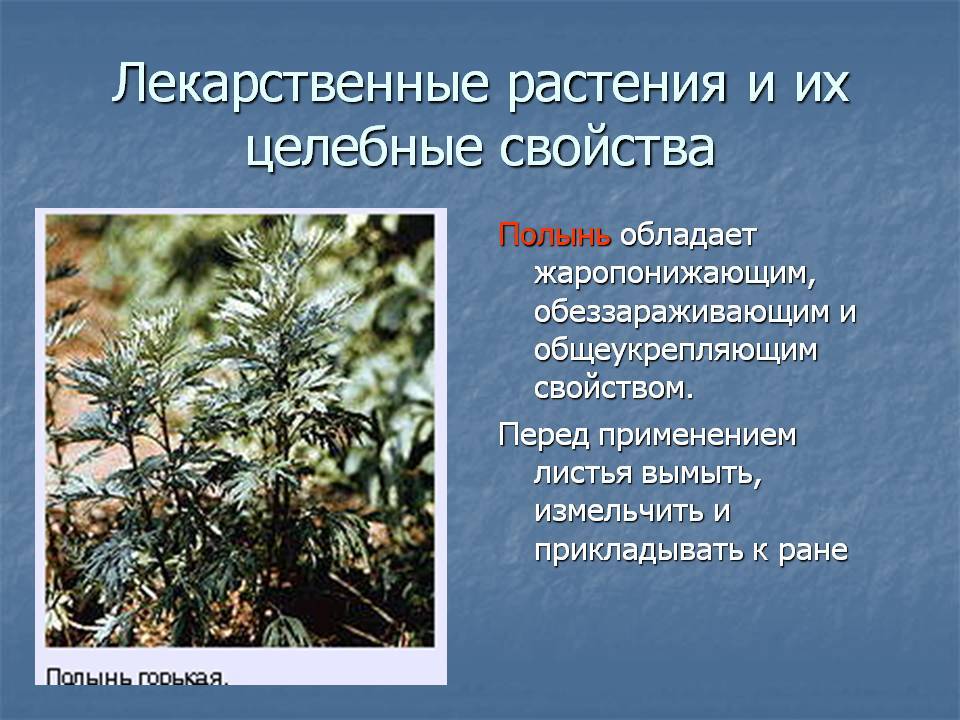 Лечебные травы и растения и их применение с фото