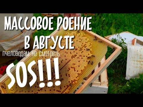 Работа с пчелами в августе: основные этапы, подкормка, уход, что делать пчеловоду