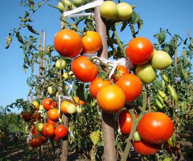 Описание лучших сортов высокорослых томатов для открытого грунта