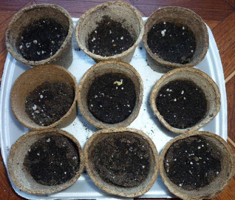 Рассада огурцов в торфяных таблетках: правильная посадка и выращивание — как сажать в торфяные таблетки огурцы