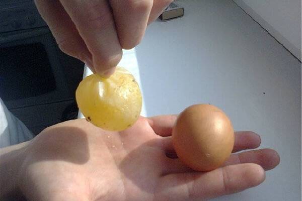 Почему куры несут яйца без скорлупы и как это исправить