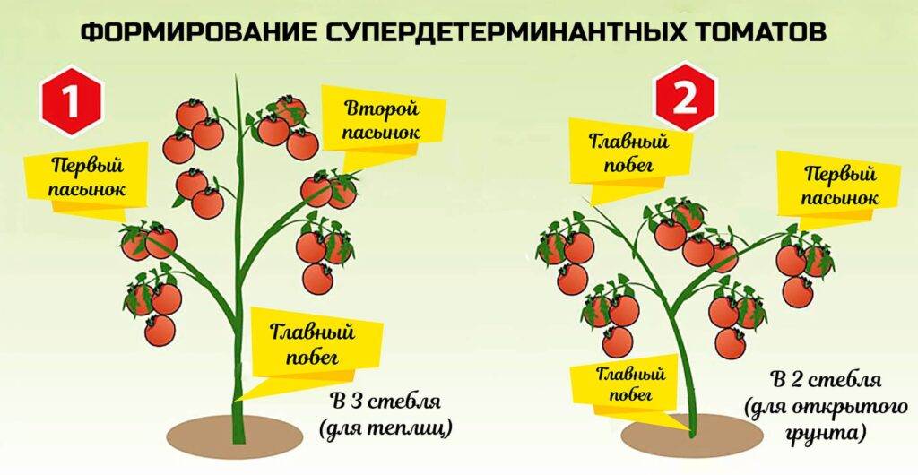 Как правильно формировать кусты помидоров высокие и низкие в теплице и открытом грунте в один стебель, два, три стебля: схема, советы. что будет, если помидоры не формировать? когда нужно формировать