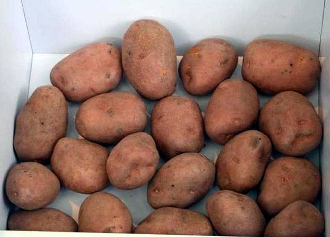 Картофель беллароза: характеристика и описание сорта, вкусовые качества, преимущества и недостатки, фото, отзывы