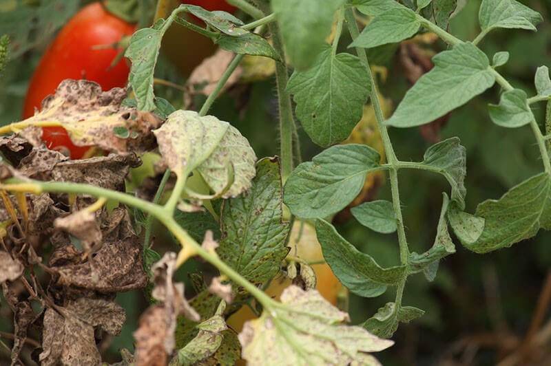 Болезни помидоров в теплице, вредители томатов, как бороться и лечить