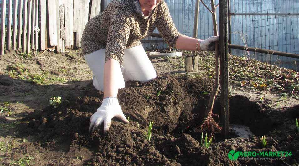 Когда и как посадить сливу осенью чтобы она прижилась на участке: пошаговое руководство для начинающих садоводов