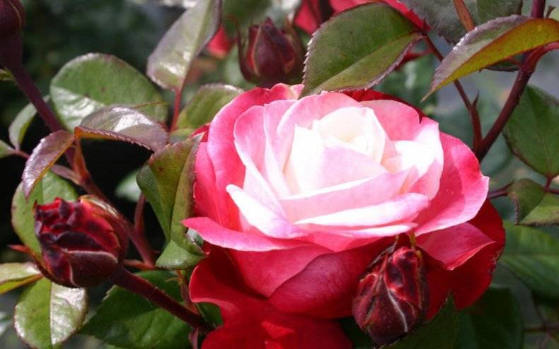 Nostalgie — нестандартная чайно-гибридная роза с контрастной расцветкой из германии