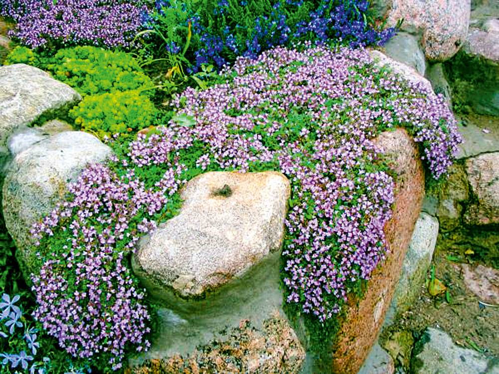 Растения для альпийской горки (79 фото): названия цветов для дачи, какие нужны многолетние сорта для цветения на все лето и как подобрать хвойные растения