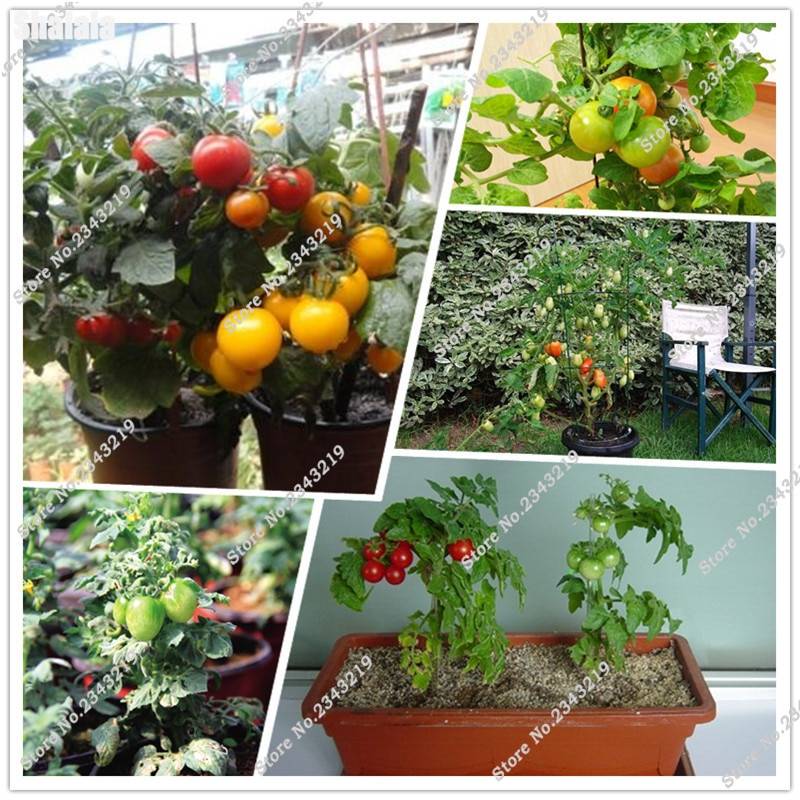 Как вырастить помидоры бонсай на балконе или на подоконнике