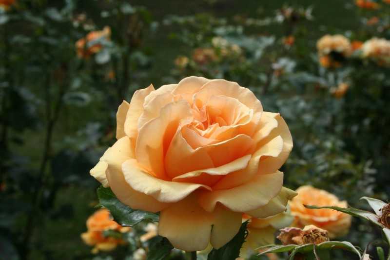 Чайная роза: посадка, уход, сорта и размножение - archidea.com.ua