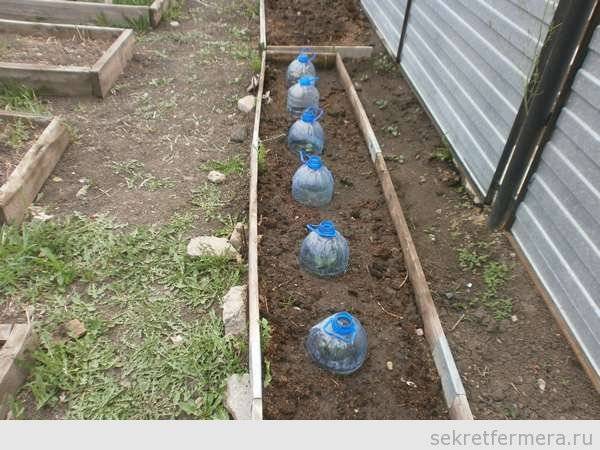 Выращиваем кабачки правильно. посадка и уход в открытом грунте