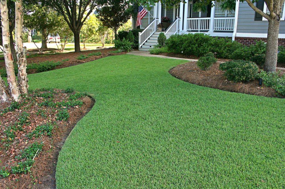 Клеверный газон: выбор сорта, когда сеять, как ухаживать. стоит ли сажать газон из клевера, его плюсы и минусы. фото.