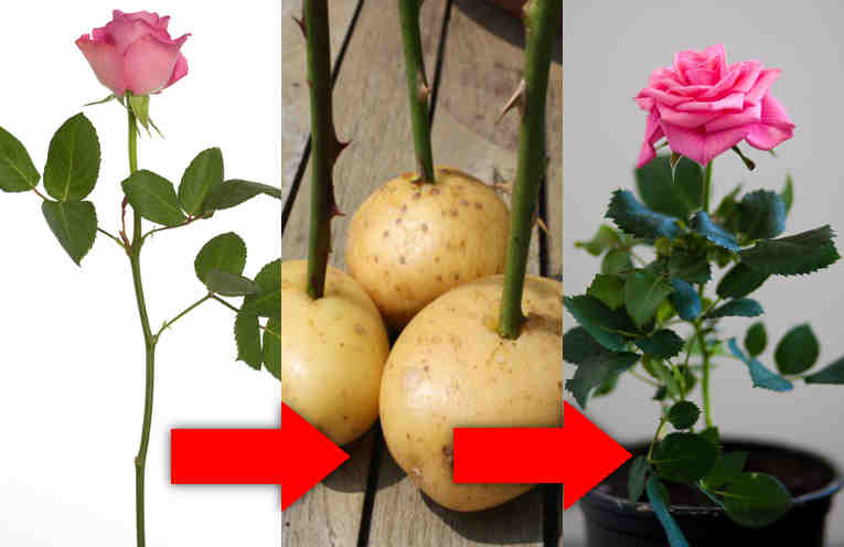 Как размножить домашнюю розу в домашних условиях? методы и способы размножения, правила полива, обрезка и уход - sadovnikam.ru