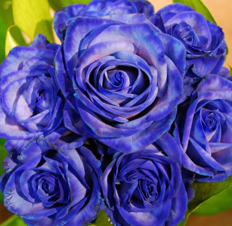 Как получить в домашних условиях синие розы