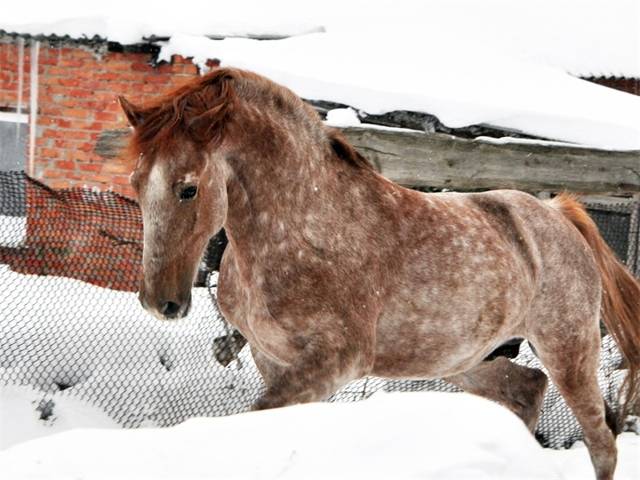 Чалая масть лошадей — описание, фото, содержание и уход