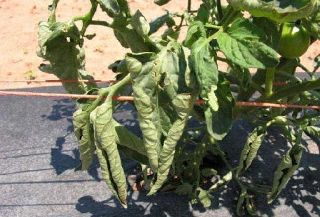 Почему скручиваются листья у помидор в дачной теплице
