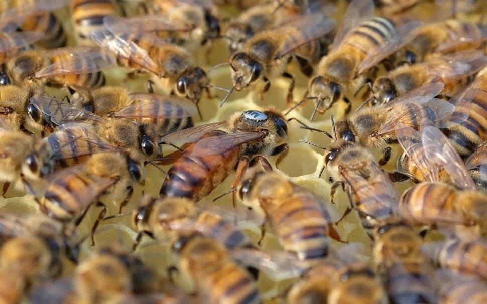 Пчелы бакфаст – особенности, плюсы и минусы