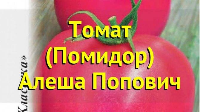 Томат "алеша попович": отзывы, описание, посадка и уход