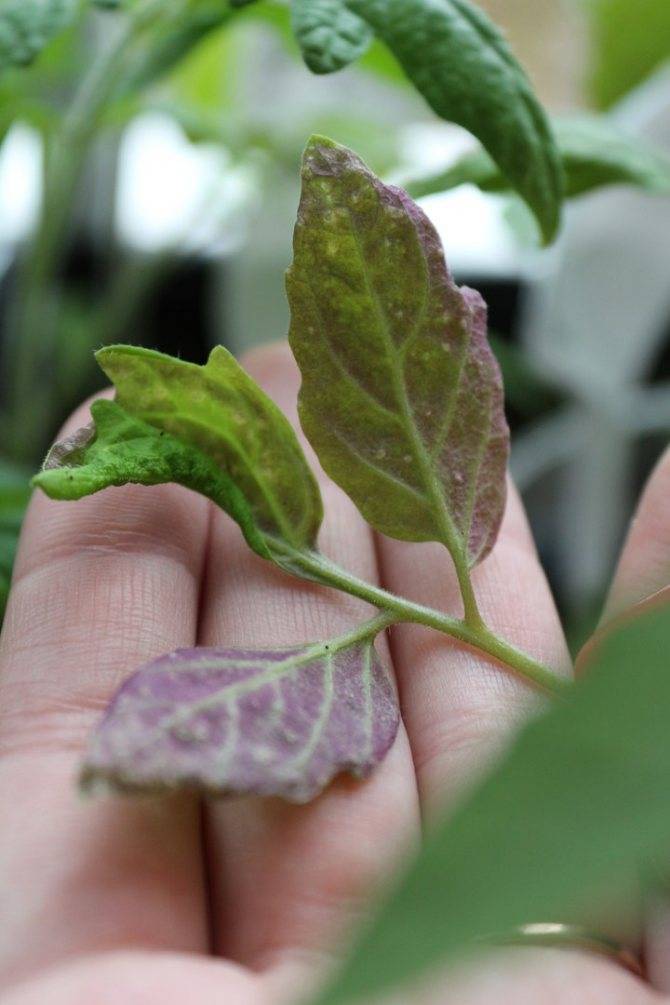 Фиолетовые листья у томатов: разбираемся в причинах и выбираем метод лечения