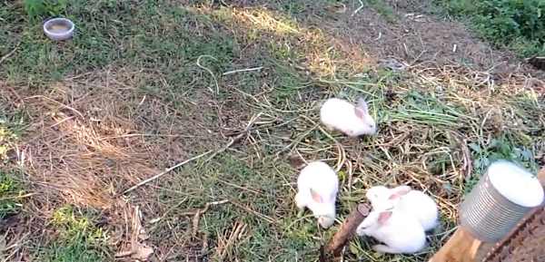 Как крольчиха кормит крольчат молоком и сколько раз в день