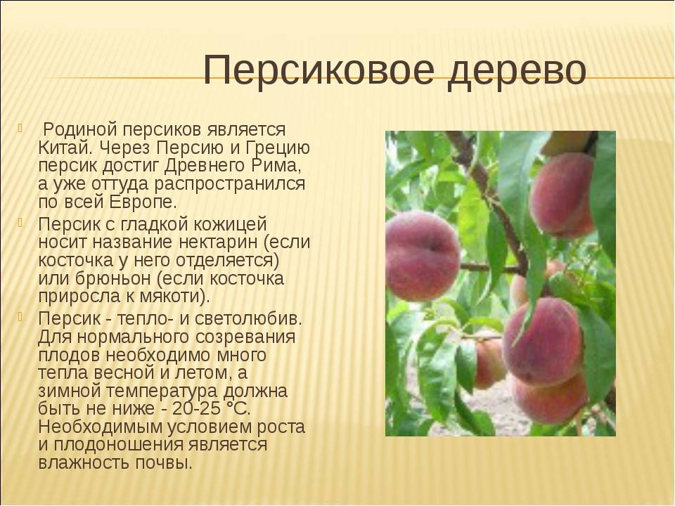 Что значит персик у девушки. Информация о персике. Доклад про персик. Персиковое дерево описание. Персик это культурное растение.