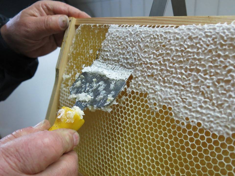 Как хранить мед в сотах в домашних условиях?