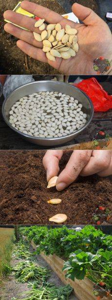 Как вырастить тыкву в открытом грунте