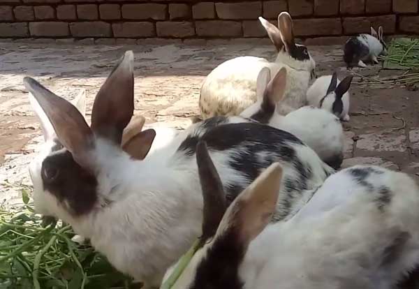 Почему кролики стучат задними лапами. почему декоративный кролик