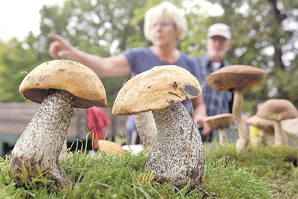 Как выращивать грибы: в домашних условиях правильно, фото-инструкция, советы с чего начать, посадка, уход, выбор грибницы