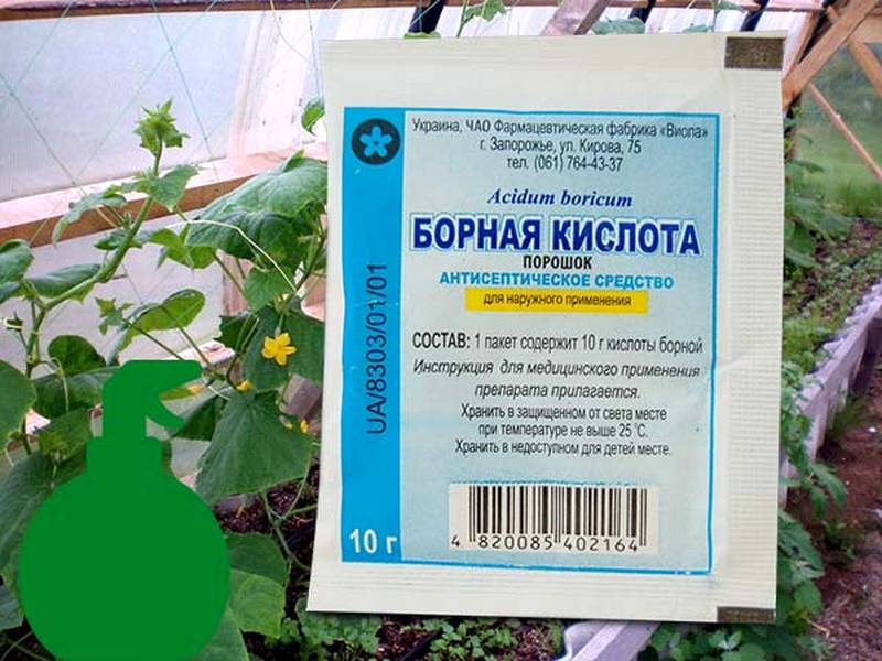 7 причин использовать аспирин в саду: улучшаем урожай баклажанов и помидоров, защищаем растения на supersadovnik.ru