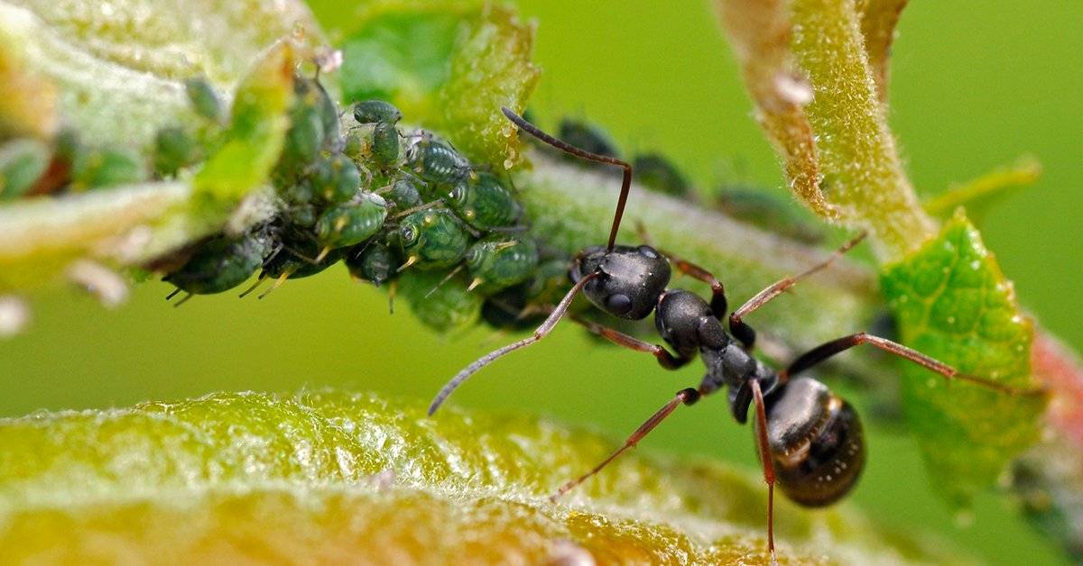 Как бороться с муравьями на деревьях в саду