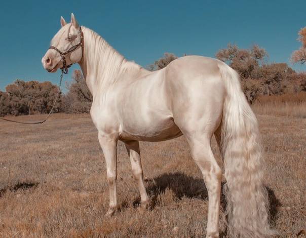 Изабелловая масть лошади: фото, окрас, цена, интересные факты