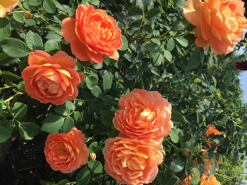 Роза леди оф шалот - одна из лучших среди роз
