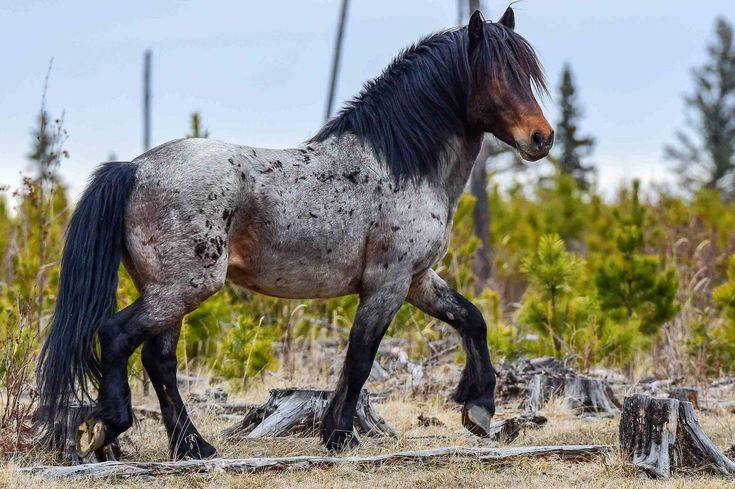 Как характеризуются основные масти лошадей: характеристики и в чём их особенности, расцветки