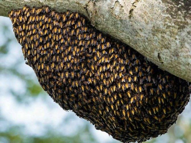 О пчелином гнезде: как избавиться от пчелиного гнезда на даче, как убрать дома
