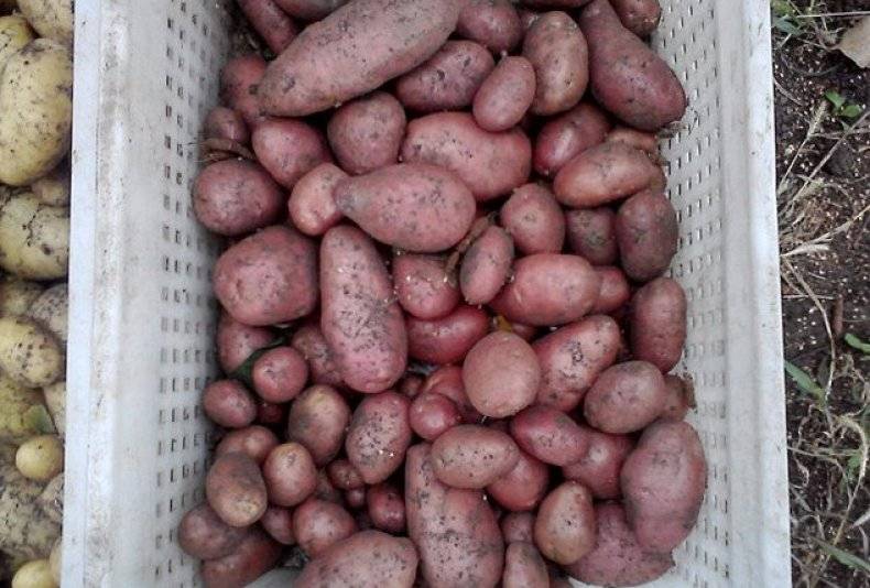 Картофель беллароза – описание сорта, фото, видео, отзывы