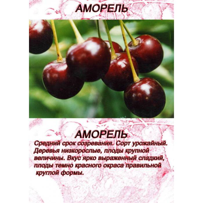 Сорта вишни для нижегородской области: фото, советы