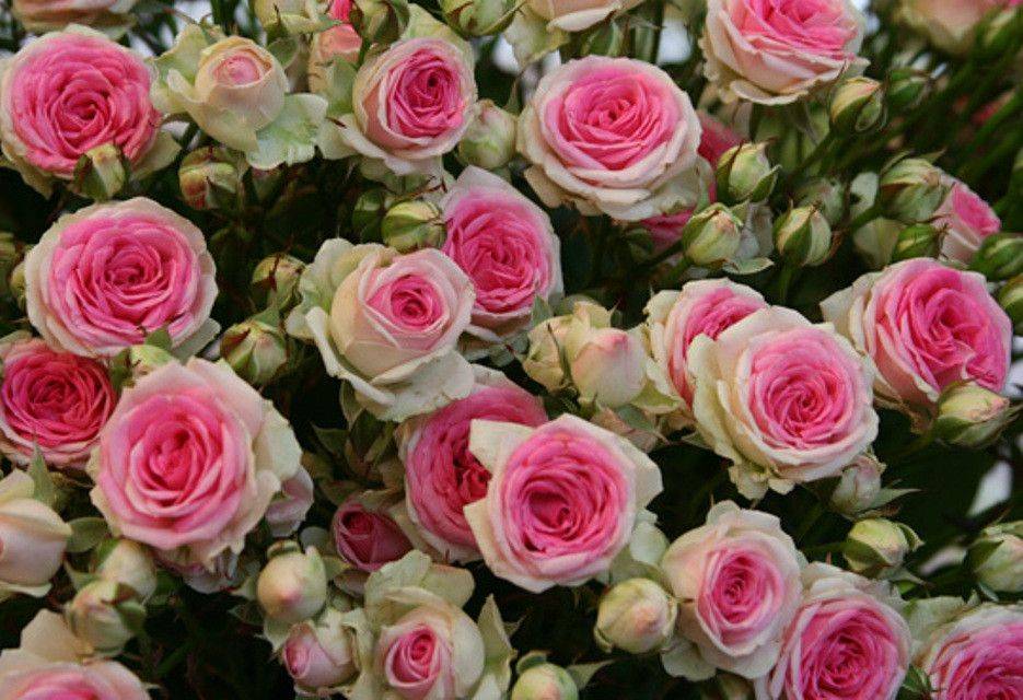 Спрей розы: описание, существующие сорта и особенности ухода за растением