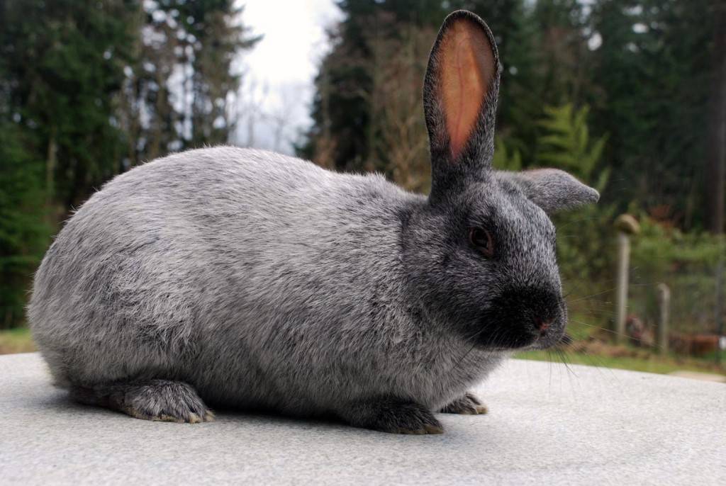 Самые большие кролики в мире: фото, кролики-рекордсмены