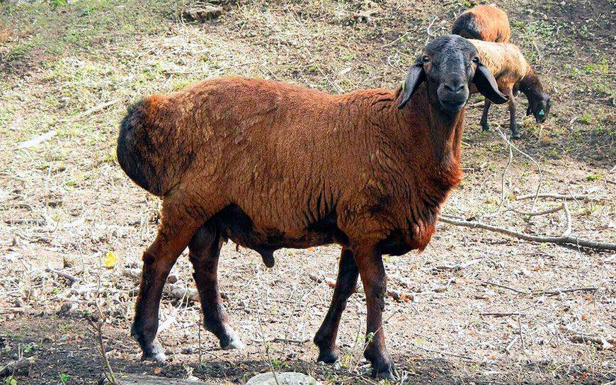 Гиссарская порода овец. гиссарская порода: описание, продуктивность, разведение
