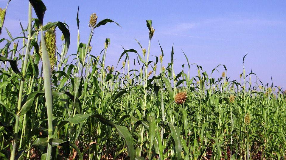Продуктивность суданской травы в зависимости от основных элементов технологии возделывания на черноземных почвах саратовского правобережья