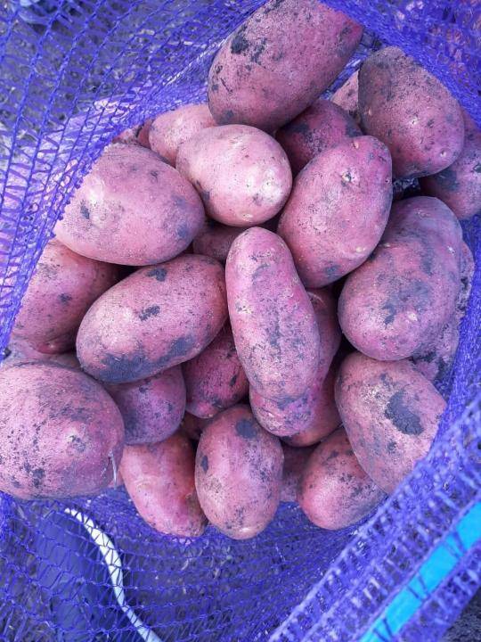 Лучшие ранние сорта картофеля для россии и ее регионов