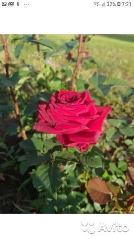 Руководство для новичков по посадке розы и уходу за ней в открытом грунте