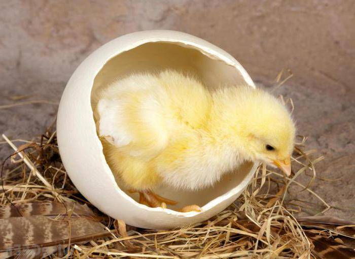 Как помочь цыплятам вылупиться из яйца и можно ли это делать — описываем досконально