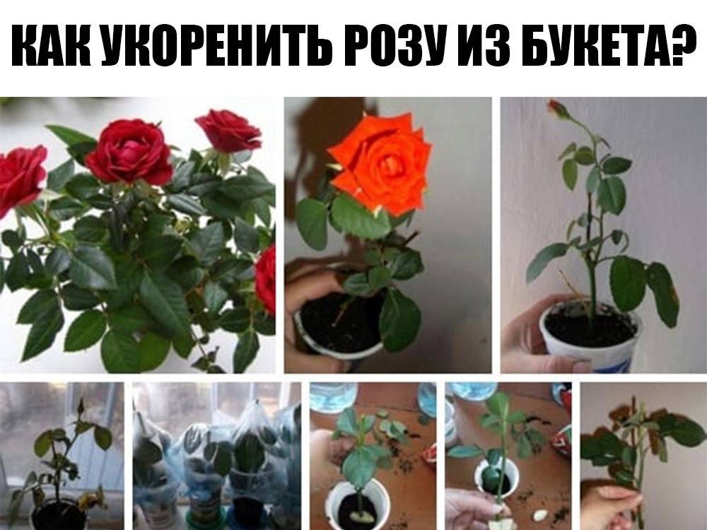 Как вырастить розу из черенка простой способ