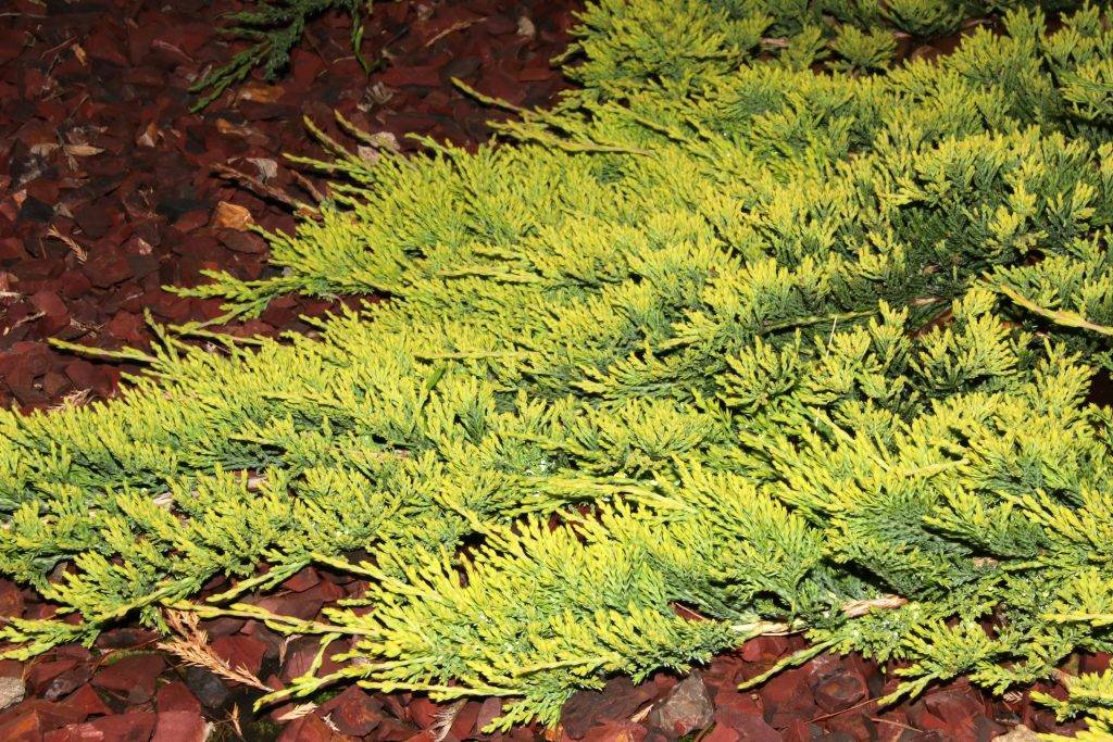Можжевельник горизонтальный лайм глоу (juniperus horizontalis lime glow)