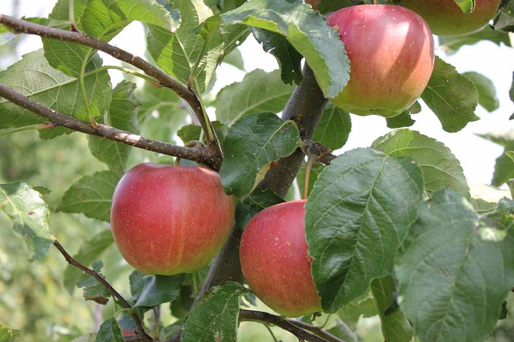 О яблоне Юбиляр: описание сорта, характеристики, агротехника, выращивание