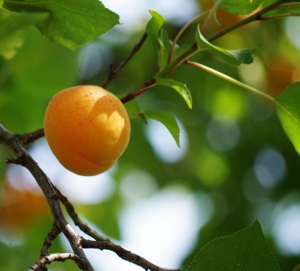 Об абрикосе кичигинский: описание и характеристики сорта, посадка, уход