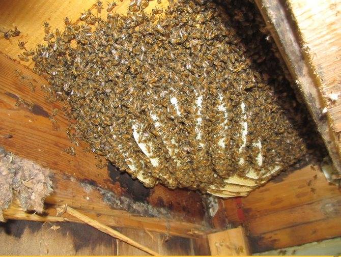 Как отравить соседских пчел