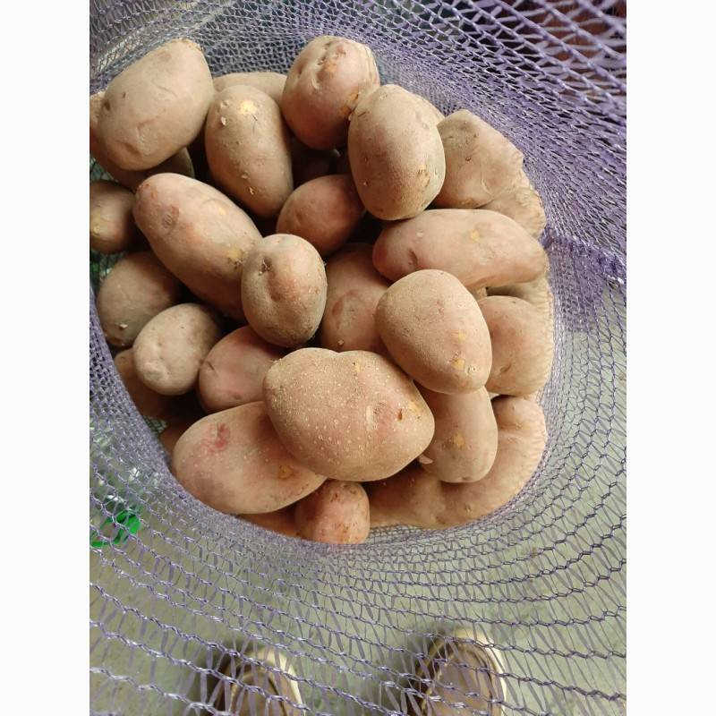Картофель беллароза - описание сорта, характеристика, отзывы