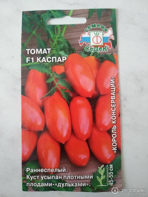Жил на свете капитан… самый ранний и любимый томат
